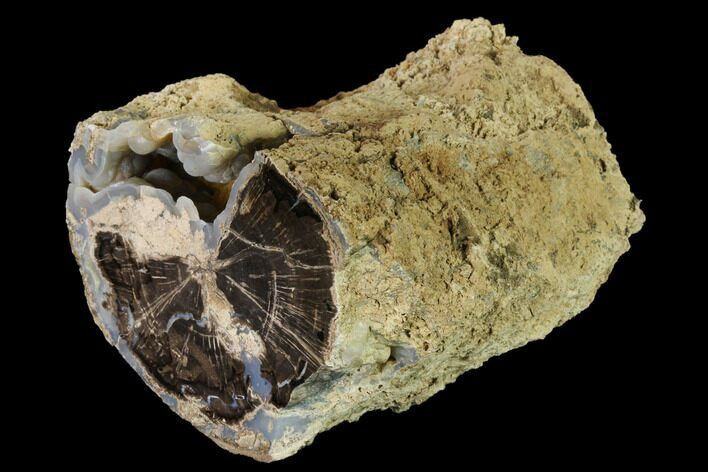 Wide, Petrified Wood (Schinoxylon) Limb - Blue Forest, Wyoming #172081